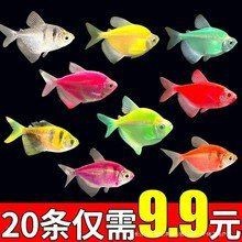紅老虎魚價格表大全【疤鄉夜雨池紅老虎魚吃什么飼料紅老虎魚吃什么飼料】