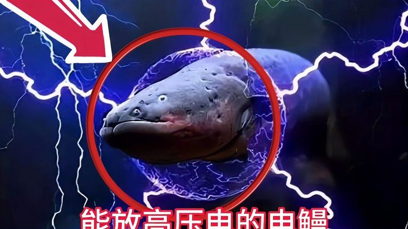 電鰻發音【\