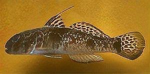 虎魚的毒致命嗎【世界上最毒的魚有毒蝦虎魚和云斑裸頰蝦虎魚)含有致命毒素】 虎魚的毒致命嗎【世界上最毒的魚有毒蝦虎魚和云斑裸頰蝦虎魚)含有致命毒素】 龍魚論壇 第11張
