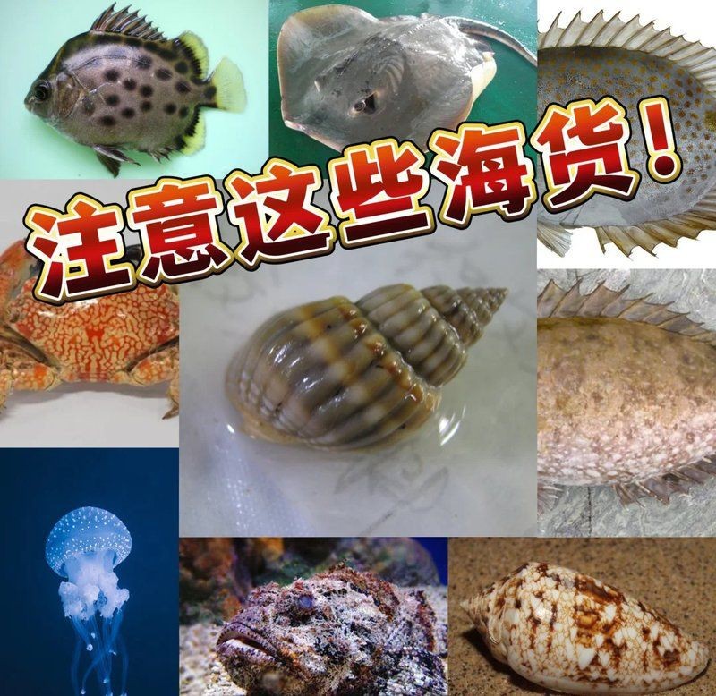 虎魚的毒致命嗎【世界上最毒的魚有毒蝦虎魚和云斑裸頰蝦虎魚)含有致命毒素】 虎魚的毒致命嗎【世界上最毒的魚有毒蝦虎魚和云斑裸頰蝦虎魚)含有致命毒素】 龍魚論壇 第9張