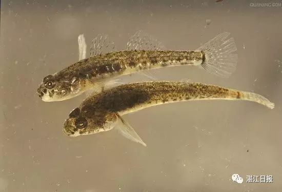 虎魚的毒致命嗎【世界上最毒的魚有毒蝦虎魚和云斑裸頰蝦虎魚)含有致命毒素】 虎魚的毒致命嗎【世界上最毒的魚有毒蝦虎魚和云斑裸頰蝦虎魚)含有致命毒素】 龍魚論壇 第15張