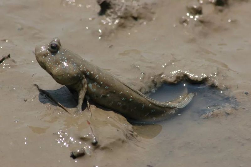 虎魚的毒致命嗎【世界上最毒的魚有毒蝦虎魚和云斑裸頰蝦虎魚)含有致命毒素】 虎魚的毒致命嗎【世界上最毒的魚有毒蝦虎魚和云斑裸頰蝦虎魚)含有致命毒素】 龍魚論壇 第13張