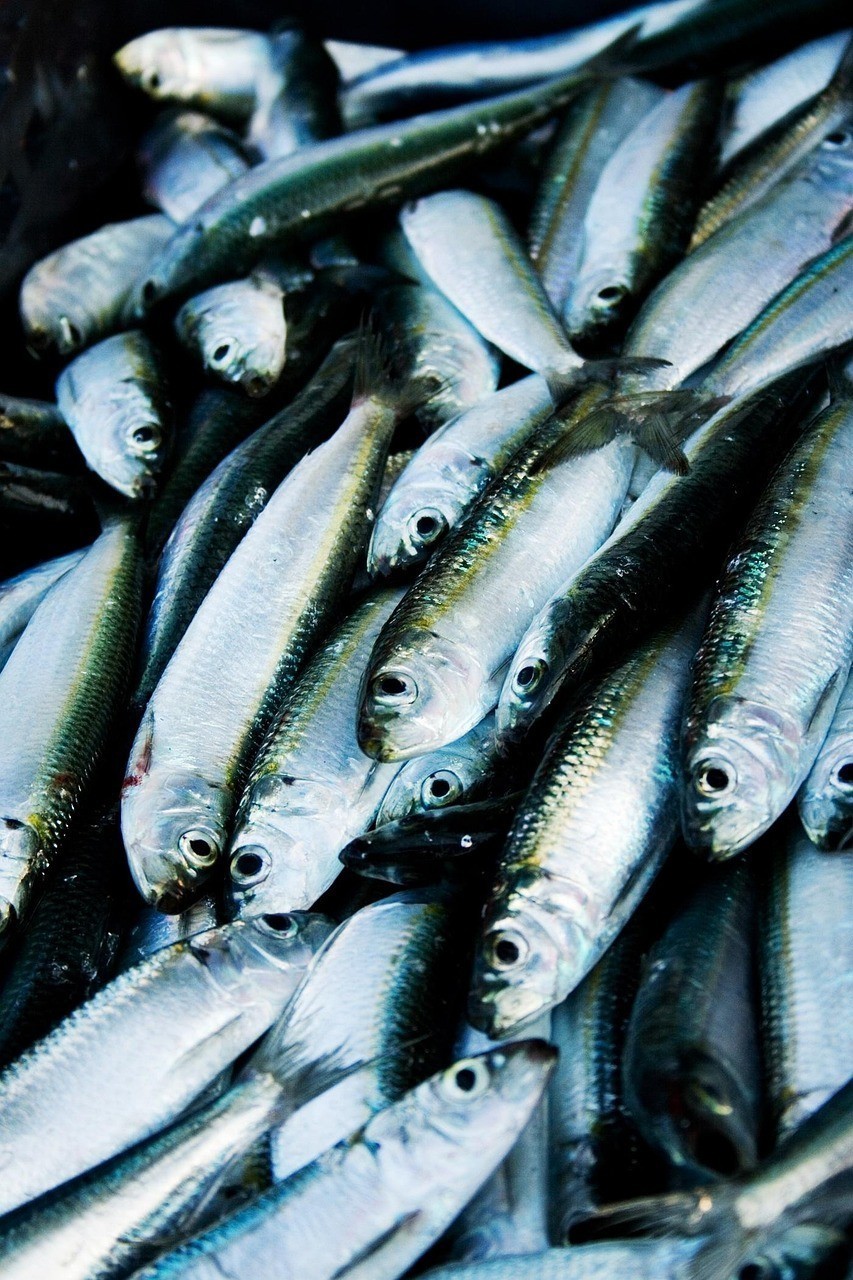 龍魚爛鰓最簡單治療方法【龍魚爛鰓簡單治療用藥怎么選？】