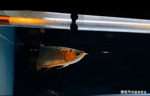 什么屬相不能養龍魚【什么屬相不適合養龍魚】