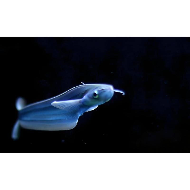 海象魚有幾個品種【彩色香檳海象魚有哪些飼養注意事項玻璃海象魚飼養注意事項】