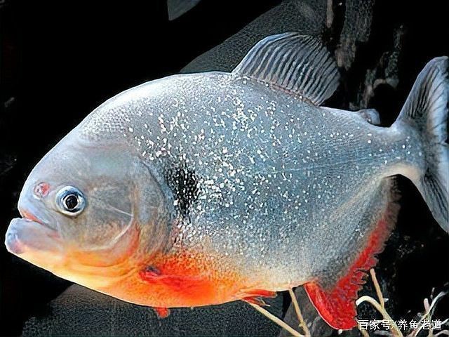 虎魚屬于上層魚還是下層魚【哪些虎魚適合混養】 虎魚屬于上層魚還是下層魚【哪些虎魚適合混養】 龍魚論壇 第7張