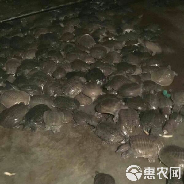 甲魚苗批發(fā)魚苗出售【甲魚苗批發(fā)市場(chǎng)現(xiàn)狀與發(fā)展趨勢(shì)分析甲魚苗批發(fā)市場(chǎng)現(xiàn)狀與發(fā)展趨勢(shì)分析】