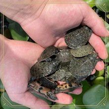 甲魚苗批發(fā)魚苗出售【甲魚苗批發(fā)市場(chǎng)現(xiàn)狀與發(fā)展趨勢(shì)分析甲魚苗批發(fā)市場(chǎng)現(xiàn)狀與發(fā)展趨勢(shì)分析】