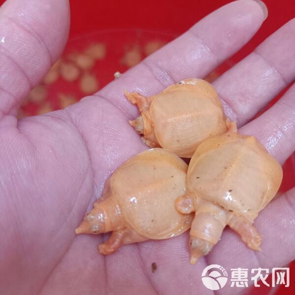 甲魚苗批發(fā)魚苗出售【甲魚苗批發(fā)市場(chǎng)現(xiàn)狀與發(fā)展趨勢(shì)分析甲魚苗批發(fā)市場(chǎng)現(xiàn)狀與發(fā)展趨勢(shì)分析】