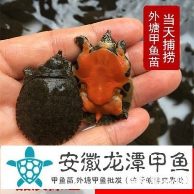 甲魚苗批發(fā)魚苗出售【甲魚苗批發(fā)市場(chǎng)現(xiàn)狀與發(fā)展趨勢(shì)分析甲魚苗批發(fā)市場(chǎng)現(xiàn)狀與發(fā)展趨勢(shì)分析】
