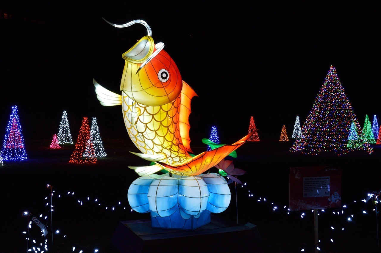 龍魚爛鰭了能活幾天【龍魚爛鰭后還能活多久，】 龍魚爛鰭了能活幾天【龍魚爛鰭后還能活多久，】 水族問答 第2張