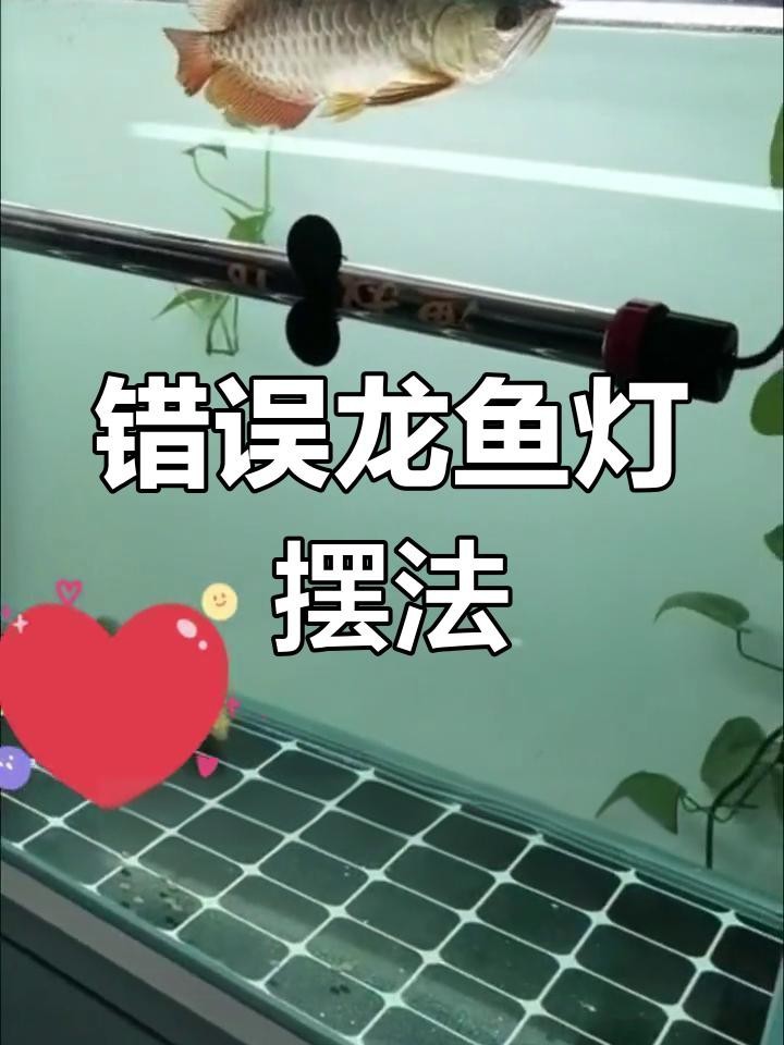 金龍魚燈光擺放有哪些常見誤區(qū)？【金龍魚燈光擺放常見誤區(qū)—龍魚燈光擺放技巧】