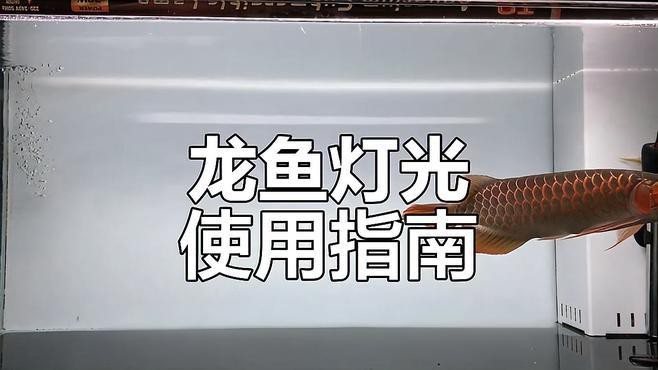 金龍魚燈光擺放有哪些常見誤區(qū)？【金龍魚燈光擺放常見誤區(qū)—龍魚燈光擺放技巧】