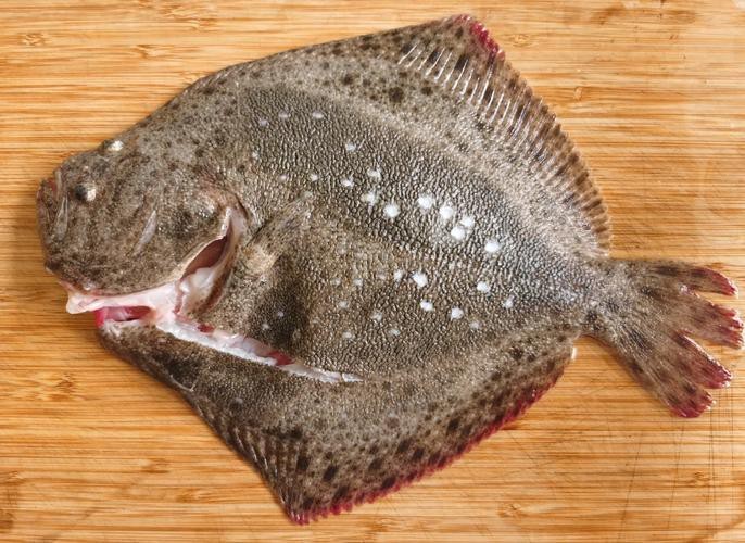 多寶魚長什么樣子圖片【《多寶魚的外貌特征》】