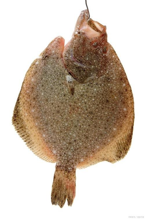 多寶魚長什么樣子圖片【《多寶魚的外貌特征》】
