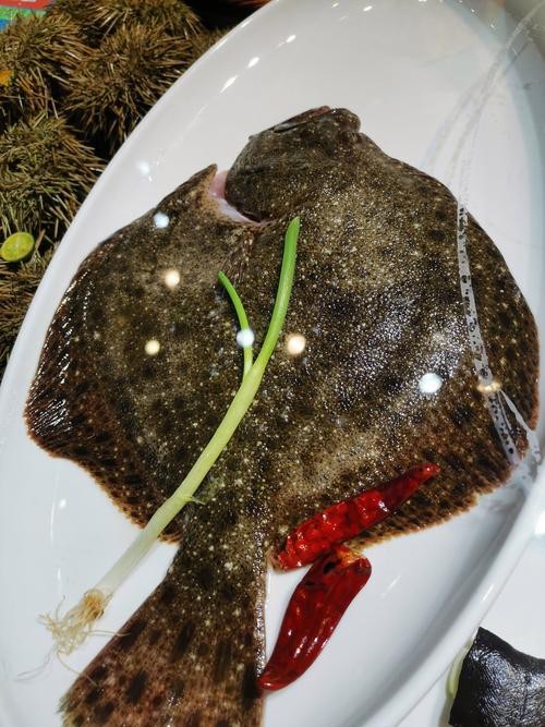 多寶魚長什么樣子圖片【《多寶魚的外貌特征》】