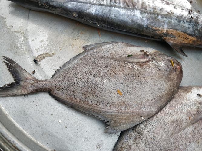 多寶魚長什么樣子圖片【《多寶魚的外貌特征》】