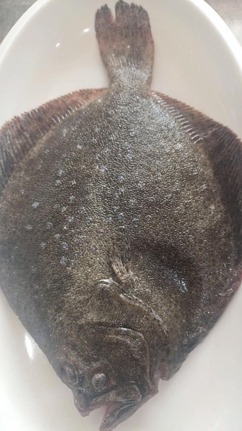 多寶魚長什么樣子圖片【《多寶魚的外貌特征》】