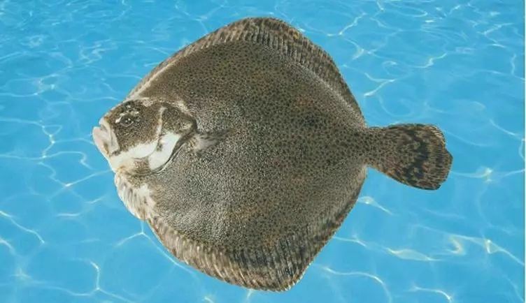多寶魚長什么樣子圖片【《多寶魚的外貌特征》】