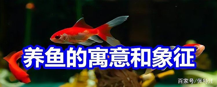 龍魚的花語【\