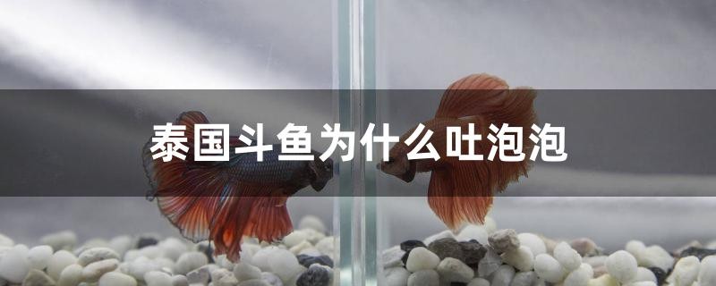 泰國斗魚為什么吐泡泡【斗魚為什么會吐泡泡？】