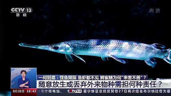 鱷雀鱔的天敵【《鱷雀鱔的天敵》】 鱷雀鱔的天敵【《鱷雀鱔的天敵》】 龍魚論壇 第12張