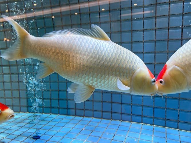 福魚長什么樣子【《福魚長什么樣》】