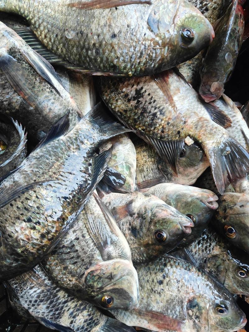 福魚長什么樣子【《福魚長什么樣》】