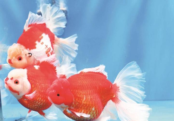 福魚長什么樣子【《福魚長什么樣》】
