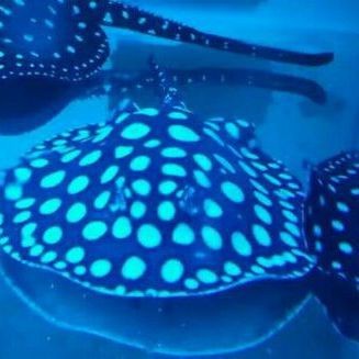福魚長什么樣子【《福魚長什么樣》】
