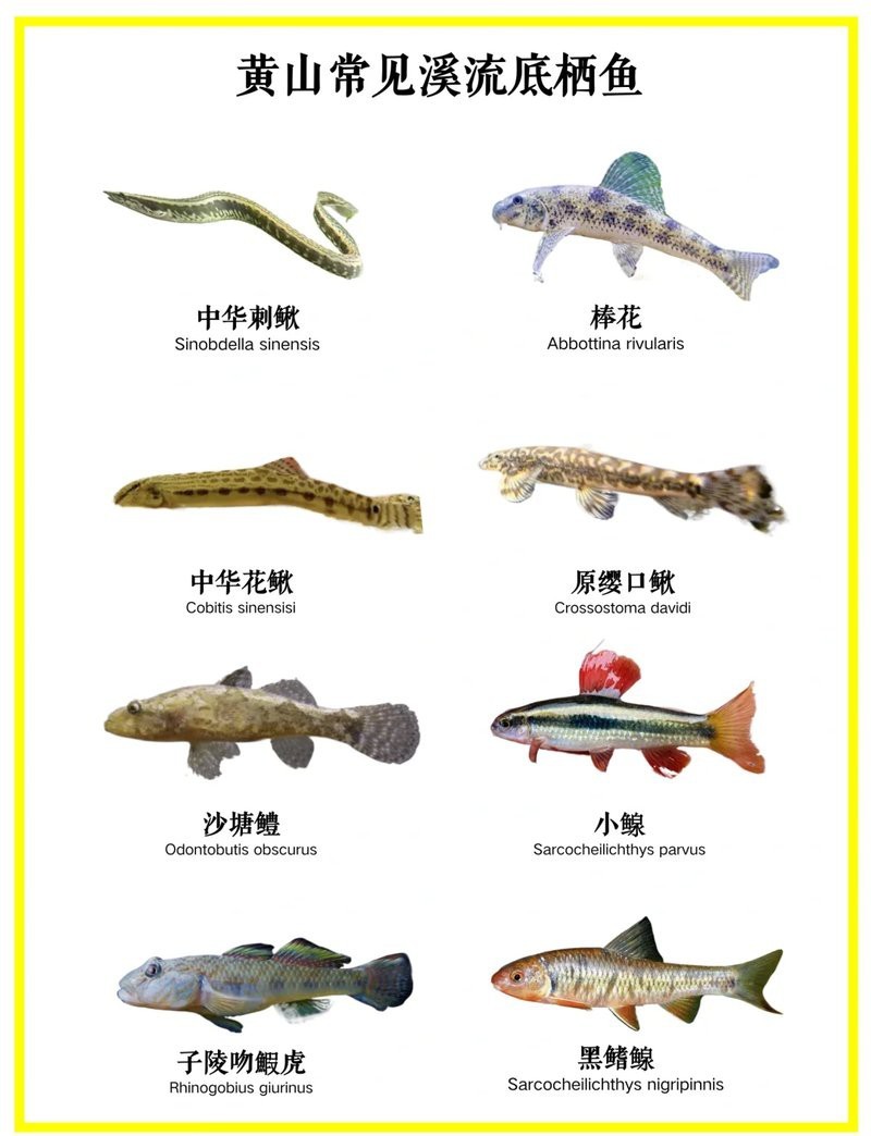 龍?chǎng)q魚(yú)簡(jiǎn)介【《龍?chǎng)q魚(yú)簡(jiǎn)介》龍?chǎng)q魚(yú)是一種兼具生態(tài)指示意義的魚(yú)類(lèi)】