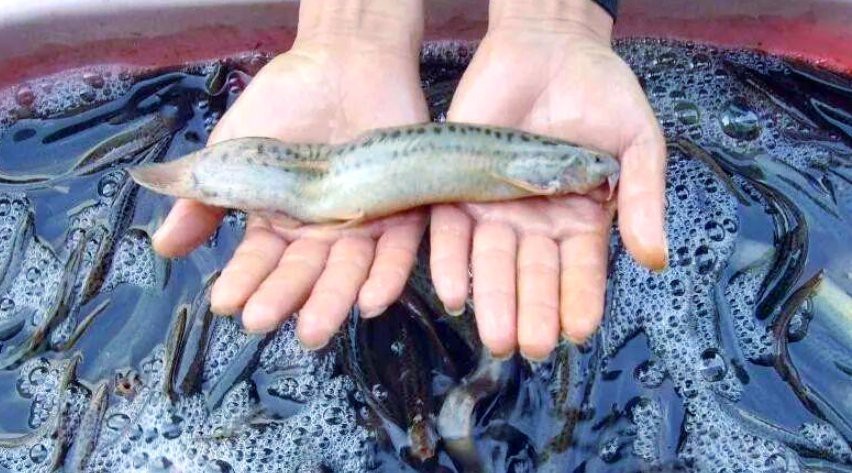 龍?chǎng)q魚(yú)簡(jiǎn)介【《龍?chǎng)q魚(yú)簡(jiǎn)介》龍?chǎng)q魚(yú)是一種兼具生態(tài)指示意義的魚(yú)類(lèi)】