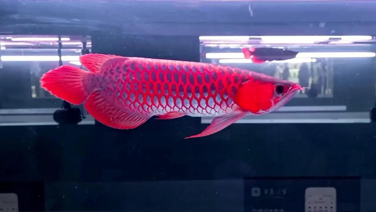 紅龍魚(yú)變色后的圖片【《紅龍魚(yú)變色后的圖片展現(xiàn)獨(dú)特魅力》】 紅龍魚(yú)變色后的圖片【《紅龍魚(yú)變色后的圖片展現(xiàn)獨(dú)特魅力》】 龍魚(yú)論壇 第13張