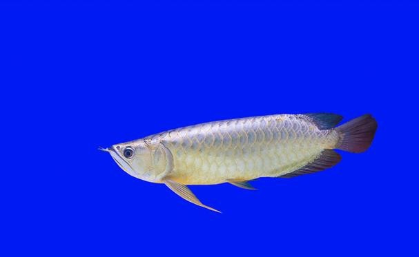 紅龍魚(yú)變色后的圖片【《紅龍魚(yú)變色后的圖片展現(xiàn)獨(dú)特魅力》】 紅龍魚(yú)變色后的圖片【《紅龍魚(yú)變色后的圖片展現(xiàn)獨(dú)特魅力》】 龍魚(yú)論壇 第20張