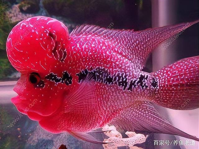 紅財神魚縮頭了怎么辦【紅財神魚出現縮頭現象會有哪些原因】