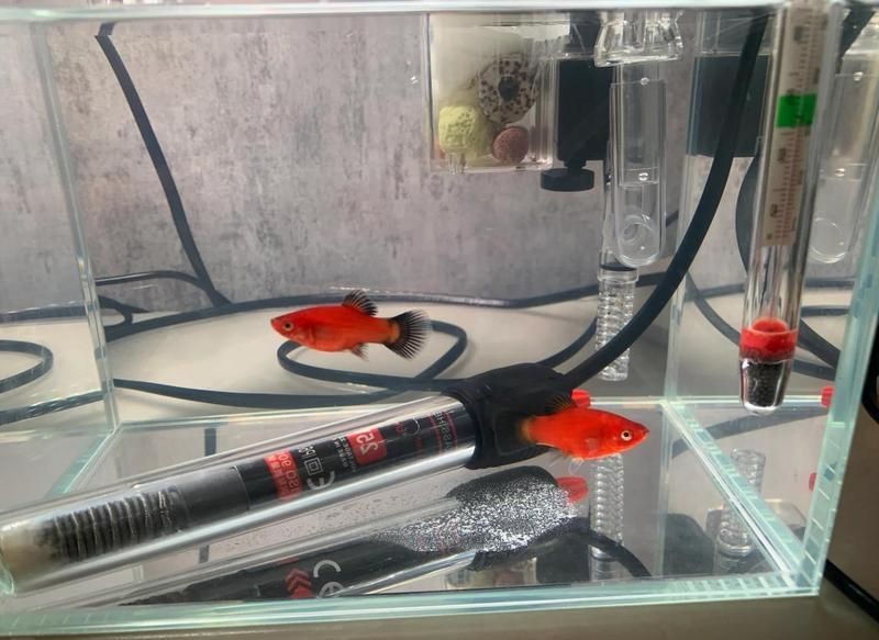 紅財神魚縮頭了怎么辦【紅財神魚出現縮頭現象會有哪些原因】