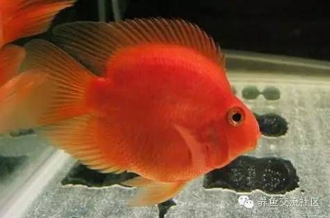 紅鸚鵡魚最貴三個品種【各式各樣的鸚鵡魚，你知道區(qū)分它們的品種嗎】 紅鸚鵡魚最貴三個品種【各式各樣的鸚鵡魚，你知道區(qū)分它們的品種嗎】 龍魚論壇 第4張