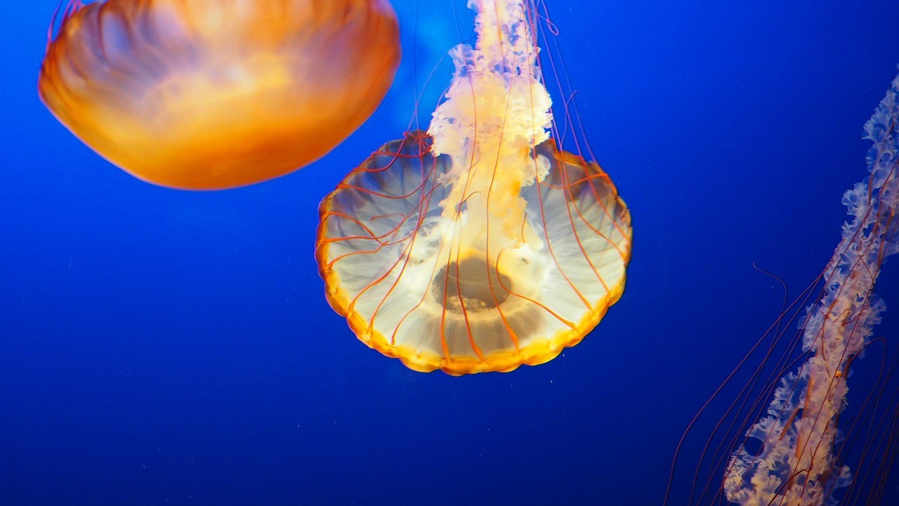 貴陽觀山湖锜洋水族館（貴陽觀山湖锜洋水族館地址）【《貴陽觀山湖锜洋水族館》】
