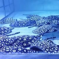 魟魚不吃食是怎么回事【《魟魚不吃食的原因及應對方法》】