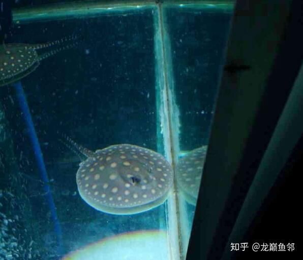 魟魚不吃食是怎么回事【《魟魚不吃食的原因及應對方法》】 龍魚論壇 第6張 魟魚不吃食是怎么回事【《魟魚不吃食的原因及應對方法》】 魟魚不吃食是怎么回事【《魟魚不吃食的原因及應對方法》】 龍魚論壇 第6張