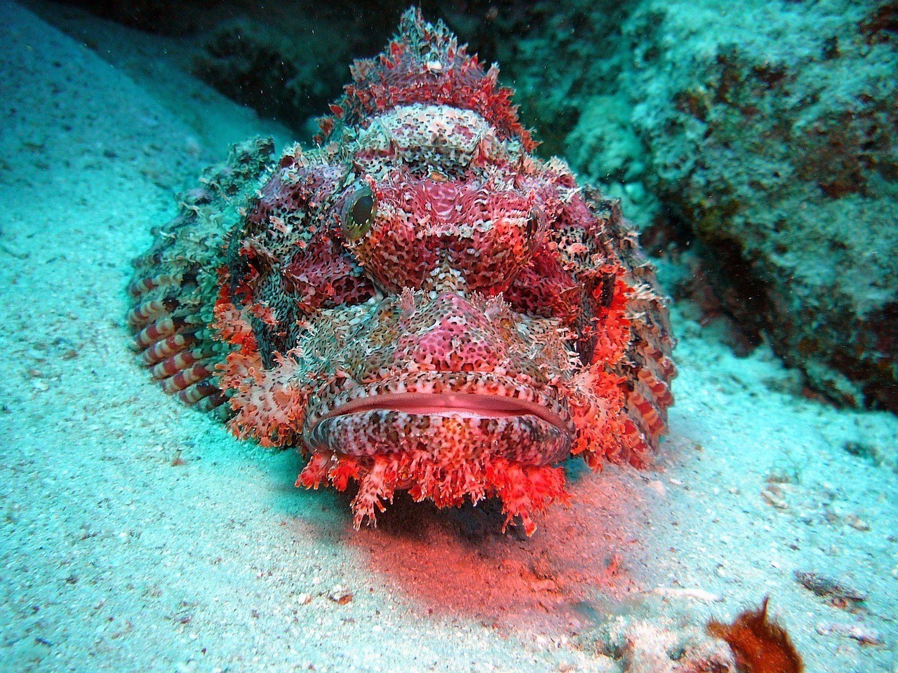 龍魚浮頭下鹽最簡(jiǎn)單三個(gè)步驟圖片【龍魚浮頭下鹽怎么辦】