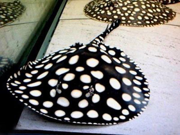 魟魚最建議買的5種魚【《巴赫斯河域特有的5種魟魚》】 魟魚最建議買的5種魚【《巴赫斯河域特有的5種魟魚》】 龍魚論壇 第3張