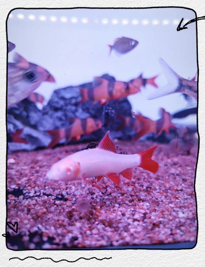 附近最大花鳥魚蟲市場【《探尋附近最大花鳥魚蟲市場》】