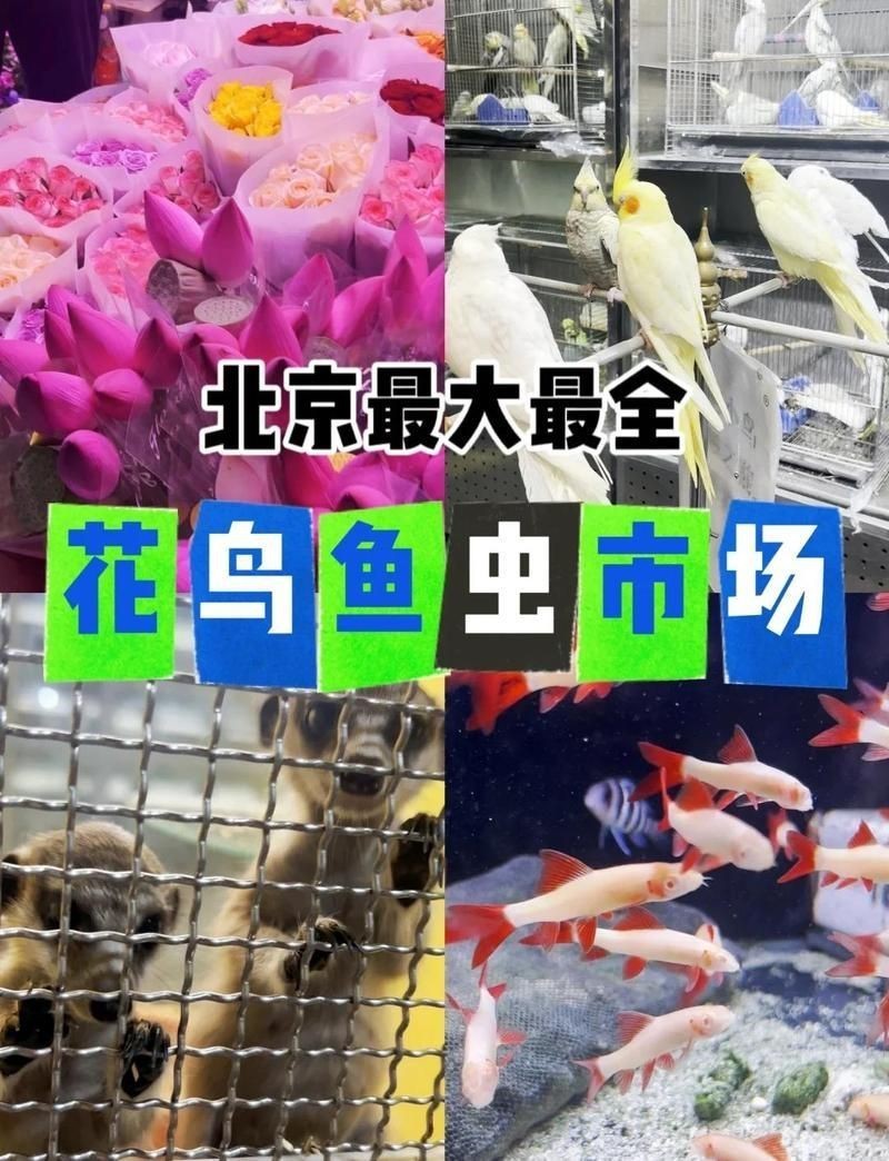 附近最大花鳥魚蟲市場【《探尋附近最大花鳥魚蟲市場》】