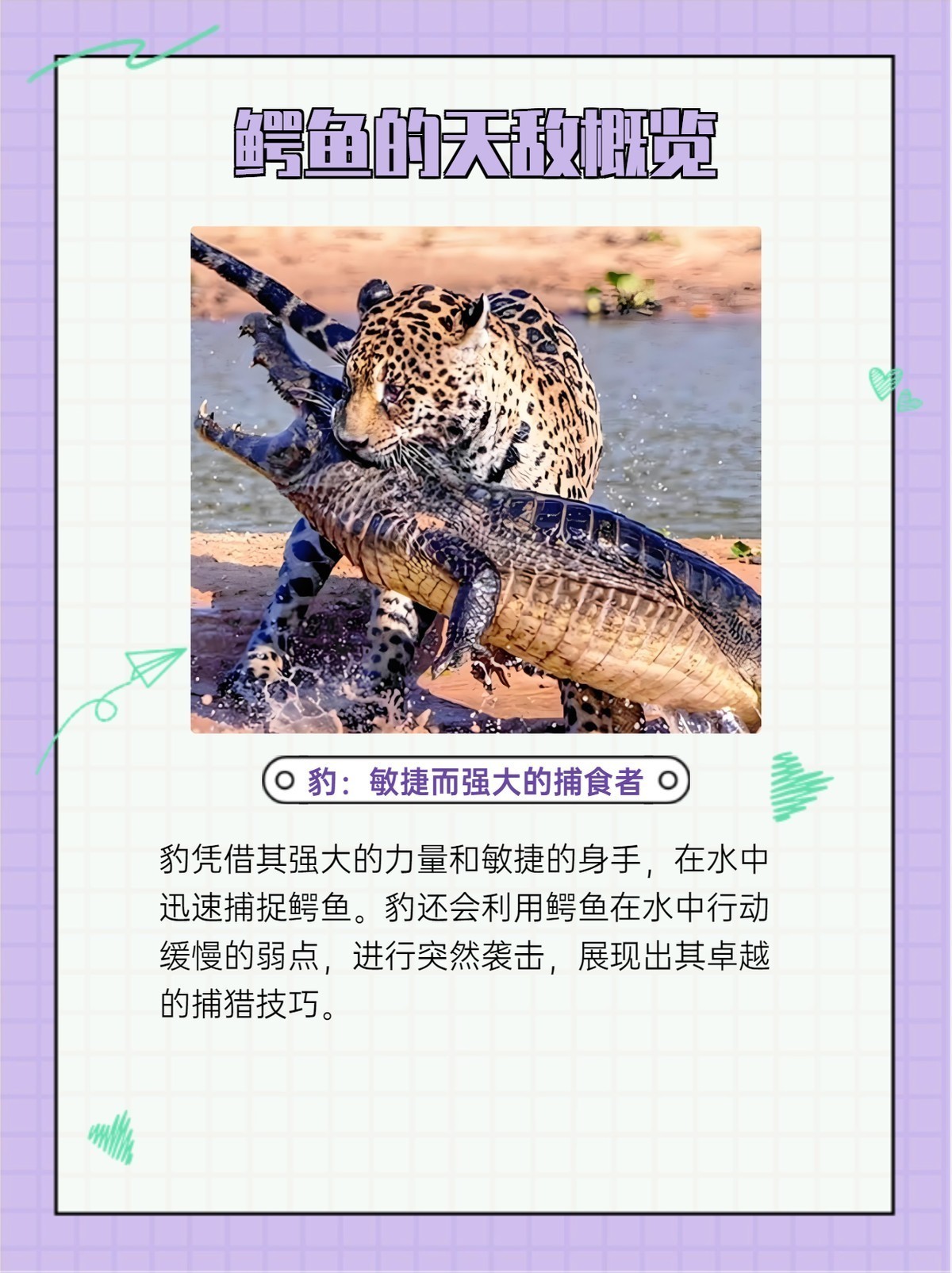 鱷魚的天敵【《戈三角洲，雌性河馬守護》】 鱷魚的天敵【《戈三角洲，雌性河馬守護》】 龍魚論壇 第6張