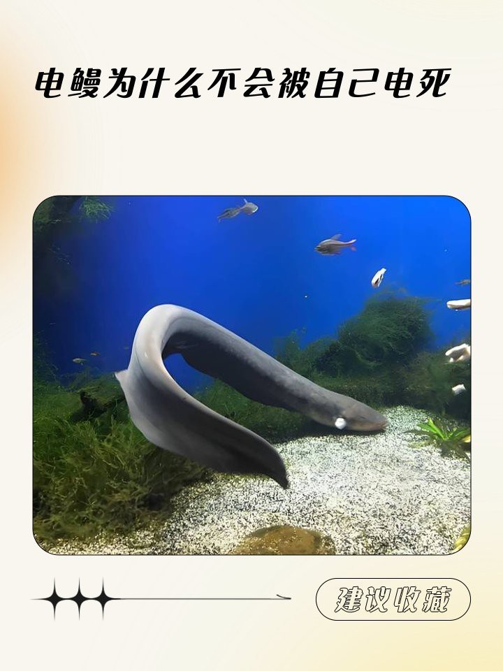 電鰻為什么打不過(guò)海蛇【電鰻與海蛇的對(duì)抗】