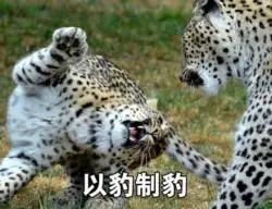電鰻為什么打不過(guò)海蛇【電鰻與海蛇的對(duì)抗】