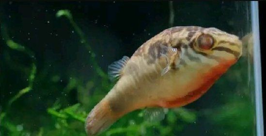 虎紋恐龍王魚最簡單三個顏色【虎紋恐龍王魚】