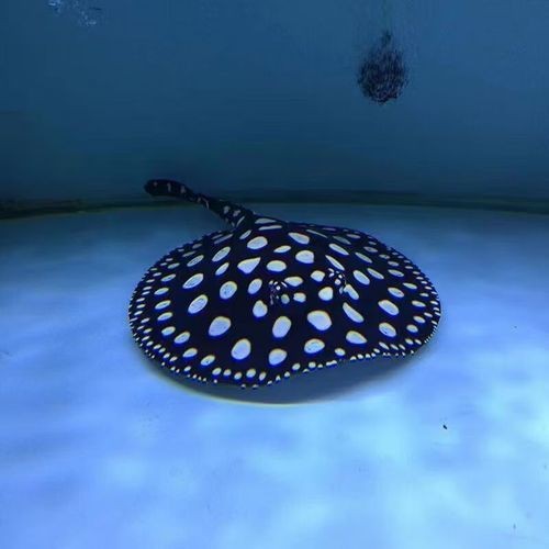 魟魚黑金最簡單三個步驟圖片【《魟魚黑金最簡單三個步驟圖片》】