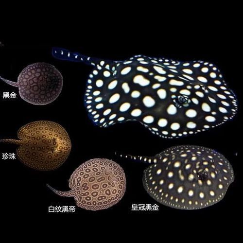 魟魚黑金最簡單三個步驟圖片【《魟魚黑金最簡單三個步驟圖片》】